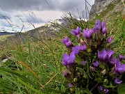 06 Gentianella rhaetica (Genzianella retica) da Cima Grem con vista in Cima Foppazzi